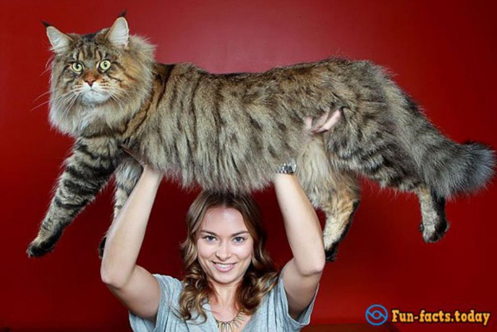 5 Potret kucing raksasa ini bikin heboh, ada yang segede manusia