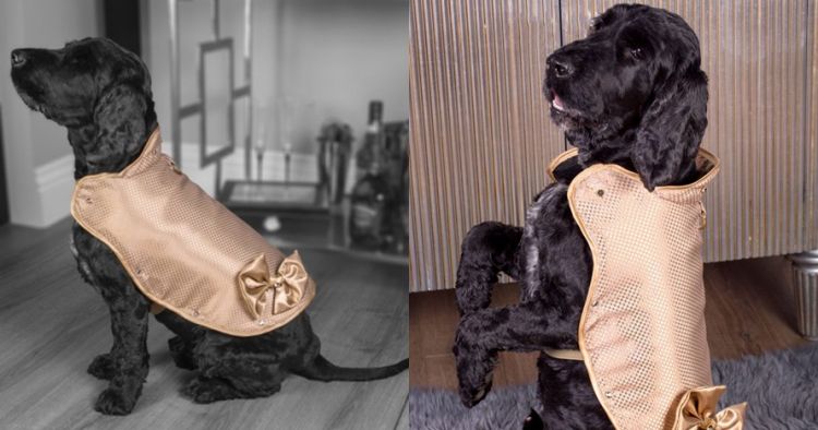 Baju Anjing Ini Harganya Rp 1 9 Miliar Ini Keistimewaannya