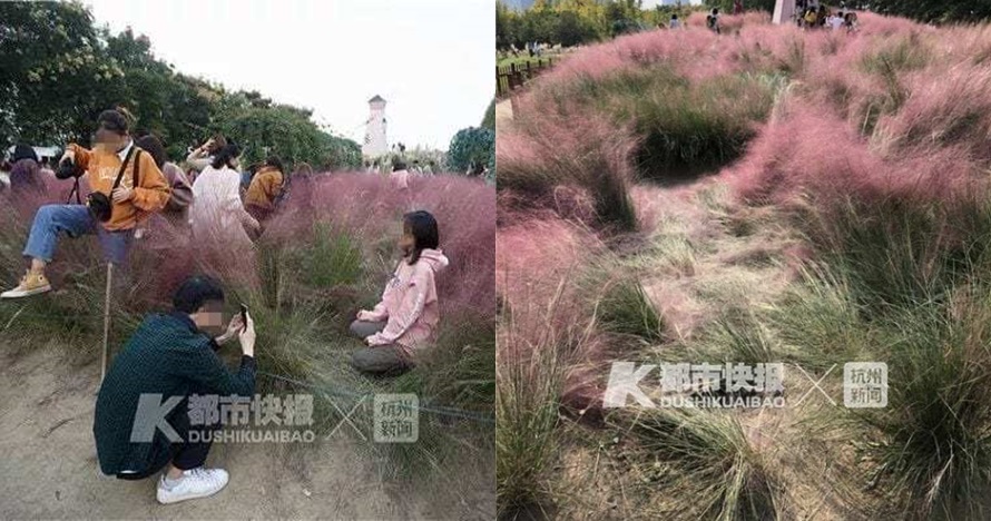 Rumput pink ini tumbuhnya 3 tahun, rusak gara-gara selfie dalam 3 hari