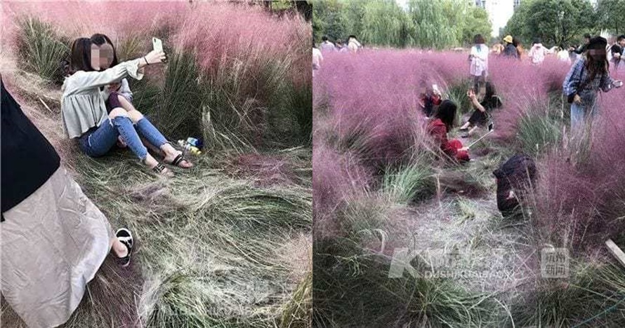 Rumput pink ini tumbuhnya 3 tahun, rusak gara-gara selfie dalam 3 hari
