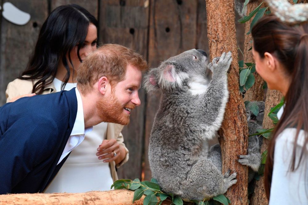 7 Foto Pangeran Harry-Meghan ke Australia, tur pertama saat hamil muda