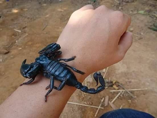 10 Hewan ditaruh tangan ini dijamin auto bikin merinding