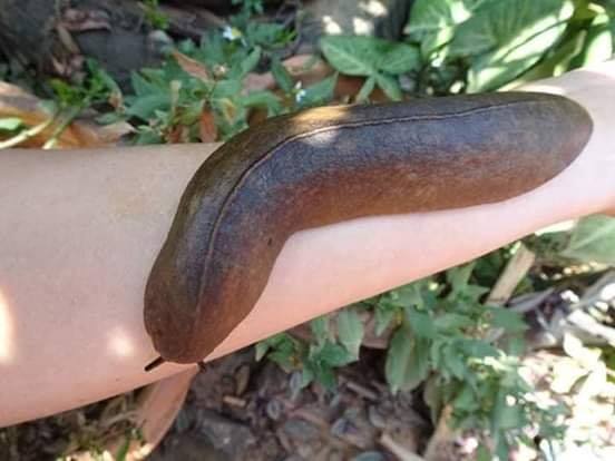 10 Hewan ditaruh tangan ini dijamin auto bikin merinding