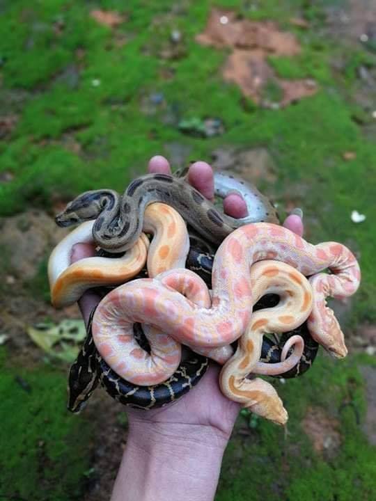 10 Hewan ditaruh tangan ini dijamin auto bikin merinding