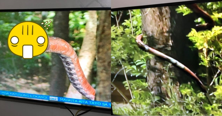 Bikin gagal paham, animasi siluman ular di sinema TV ini viral