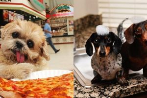 Saingi selebgram, 7 anjing ini punya jutaan followers