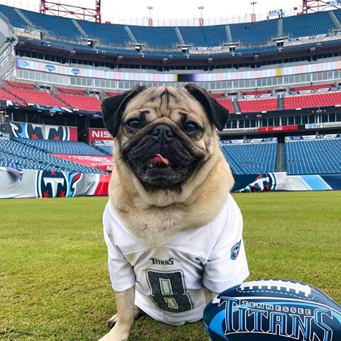 Saingi selebgram, 7 anjing ini punya jutaan followers