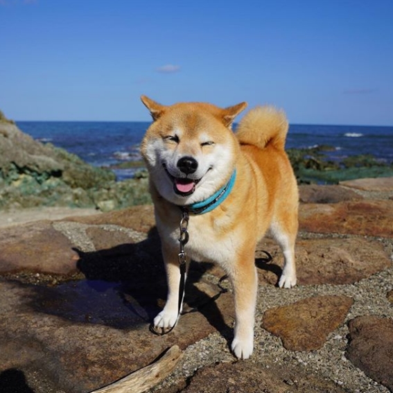 Saingi selebgram, 7 anjing ini punya jutaan followers