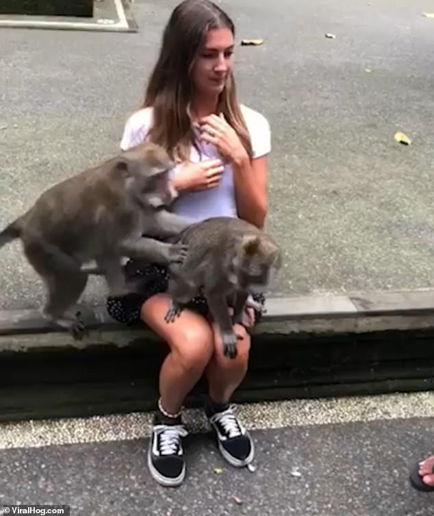 Main dengan monyet di Bali, bule cantik ini alami kejadian tak terduga