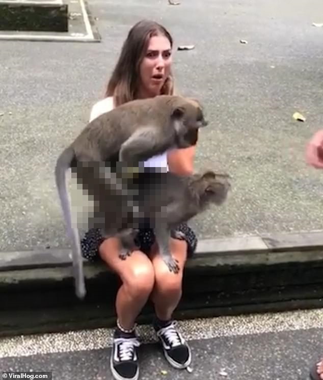 Main dengan monyet di Bali, bule cantik ini alami kejadian tak terduga