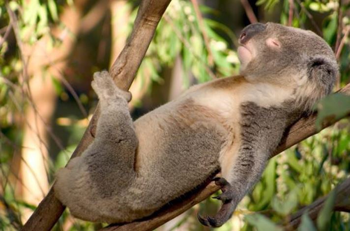12 Pose hewan saat tidur di pohon ini bikin gemes