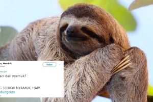 9 Tebak-tebakan kocak soal hewan ini endingnya bikin auto nyanyi