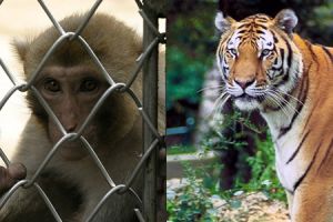 5 Tragedi di kebun binatang di Indonesia, memakan korban jiwa