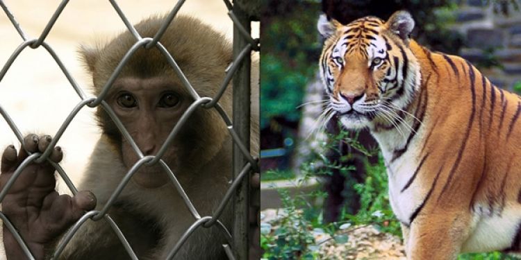 5 Tragedi Di Kebun Binatang Di Indonesia Memakan Korban Jiwa 5 Tragedi Di Kebun Binatang Di Indonesia Memakan Korban Jiwa