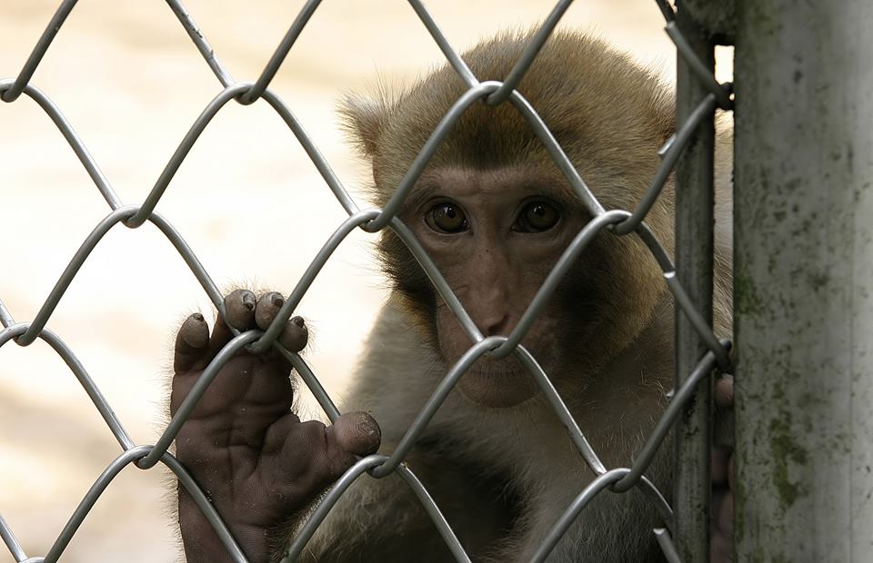 5 Tragedi di kebun binatang di Indonesia, memakan korban jiwa