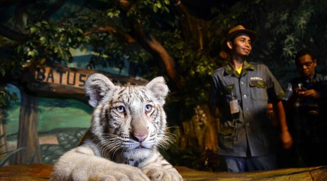 5 Tragedi di kebun binatang di Indonesia, memakan korban jiwa