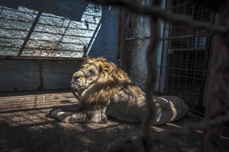 9 Potret kebun binatang berjuluk nerakanya safari, miris banget