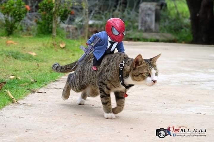 10 Potret jika Spider-Man sahabatan sama kucing ini kocak pol