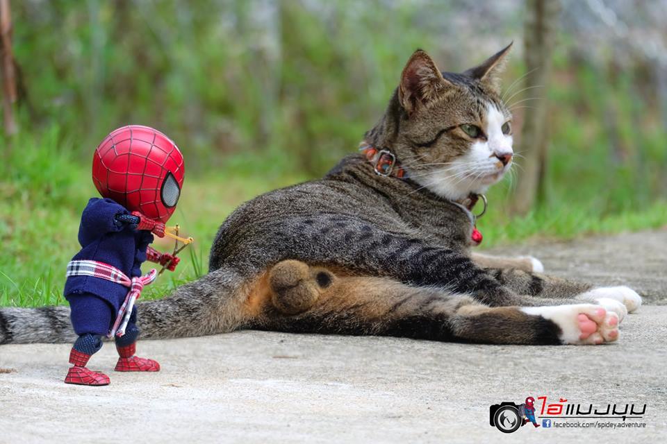 10 Potret jika Spider-Man sahabatan sama kucing ini kocak pol