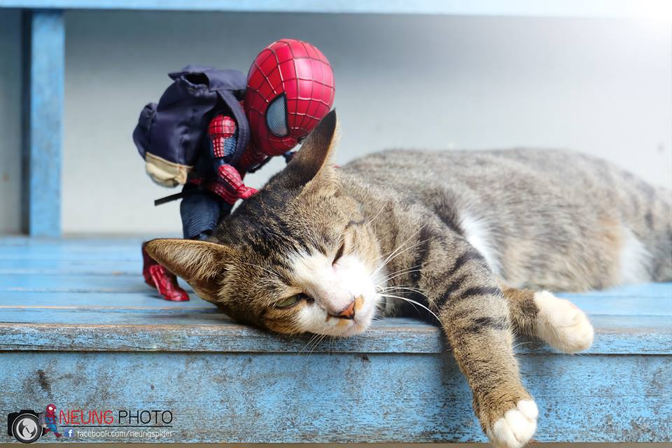 10 Potret jika Spider-Man sahabatan sama kucing ini kocak pol