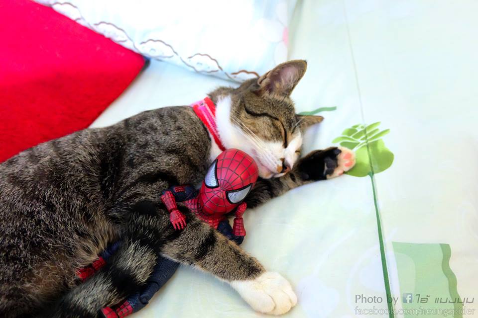 10 Potret jika Spider-Man sahabatan sama kucing ini kocak pol