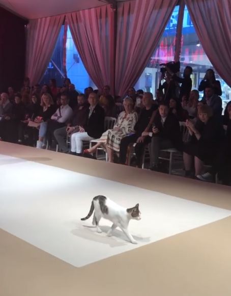 Kucing ini ganggu acara fashion show, 10 fotonya bikin tepuk jidat