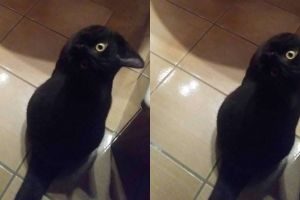 Foto ilusi optik ini bikin bingung, kucing atau burung gagak?