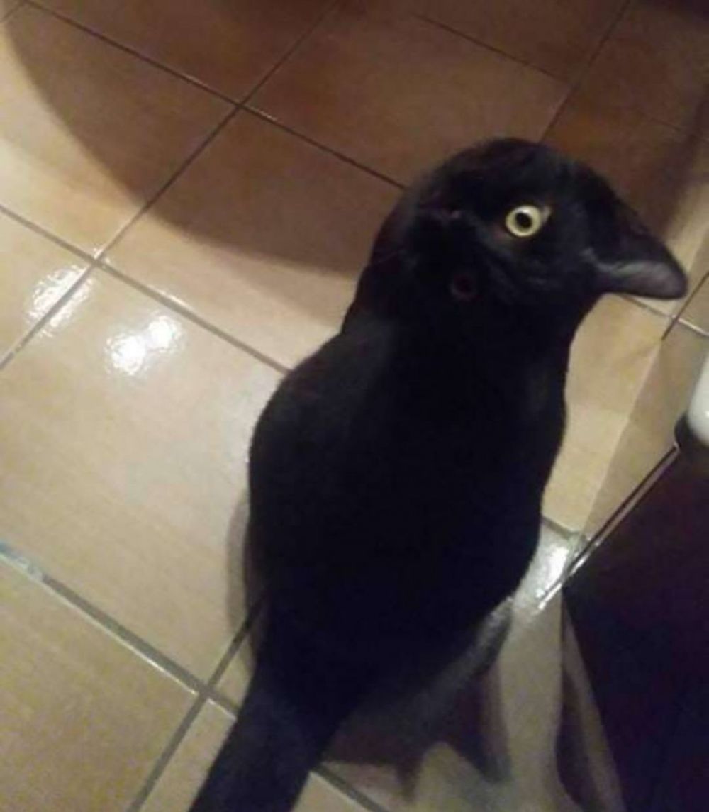 Foto ilusi optik ini bikin bingung, kucing atau burung gagak?