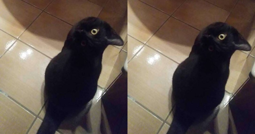 Foto ilusi optik ini bikin bingung, kucing atau burung gagak?