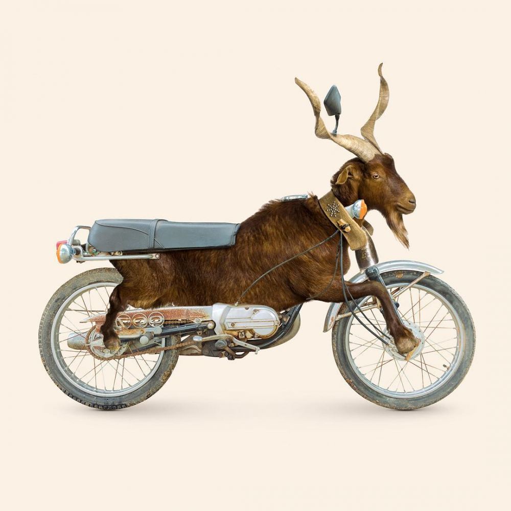 15 Foto editan perpaduan hewan dan benda ini kreatif abis