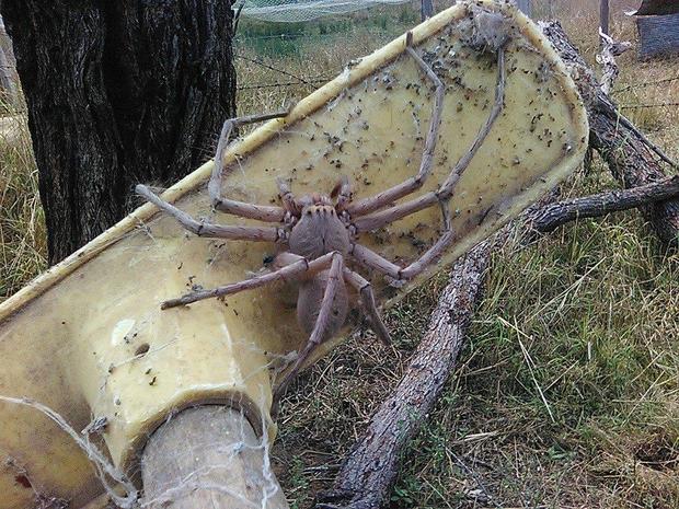 Laba-laba ini punya ukuran tak biasa, besarnya bikin bergidik