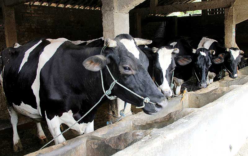 25 Wisata Boyolali hits terbaru, cocok untuk liburan