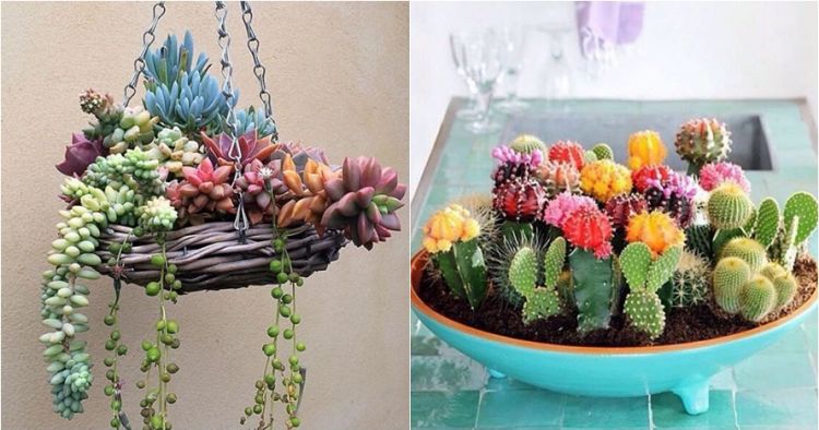 30 Inspirasi kaktus  sukulen hias  terunik untuk percanti