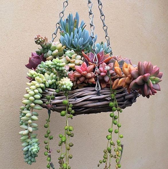30 Inspirasi kaktus & sukulen hias terunik untuk percantik rumah