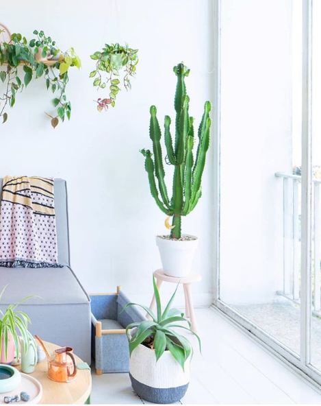 30 Inspirasi kaktus & sukulen hias terunik untuk percantik rumah