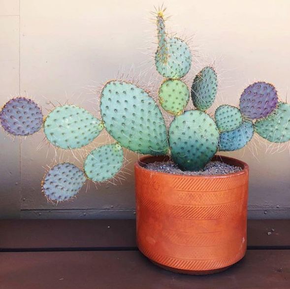 30 Inspirasi kaktus & sukulen hias terunik untuk percantik rumah