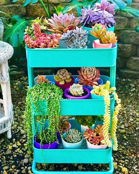 30 Inspirasi kaktus & sukulen hias terunik untuk percantik rumah