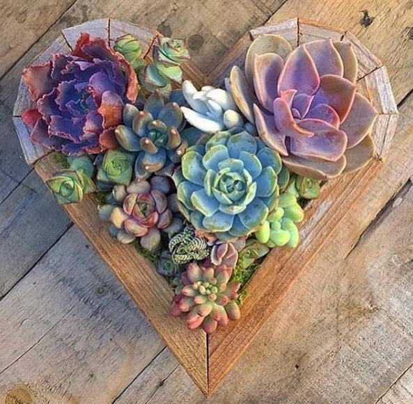 30 Inspirasi kaktus & sukulen hias terunik untuk percantik rumah