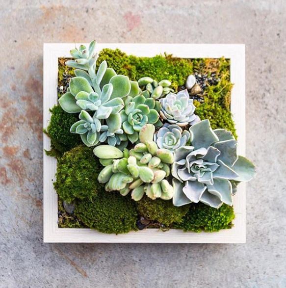 30 Inspirasi kaktus & sukulen hias terunik untuk percantik rumah