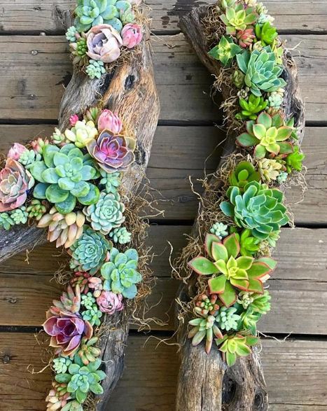 30 Inspirasi kaktus & sukulen hias terunik untuk percantik rumah