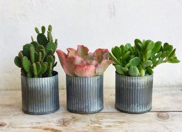 30 Inspirasi kaktus & sukulen hias terunik untuk percantik rumah