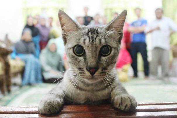 10 Aksi kucing merusak momen foto bikin emosi