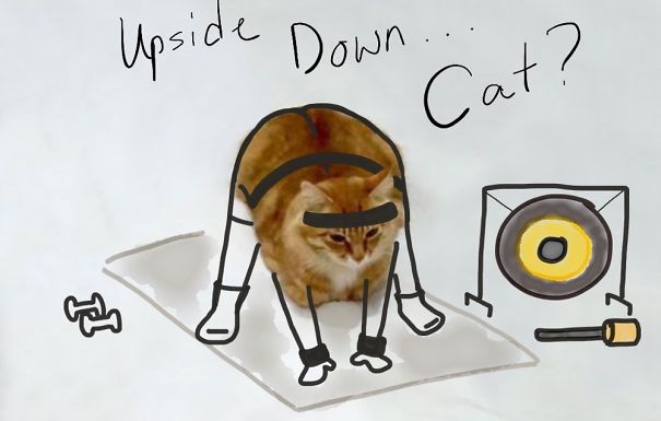 15 Foto lucu kreasi gambar dari kucing duduk ini hasilnya kocak