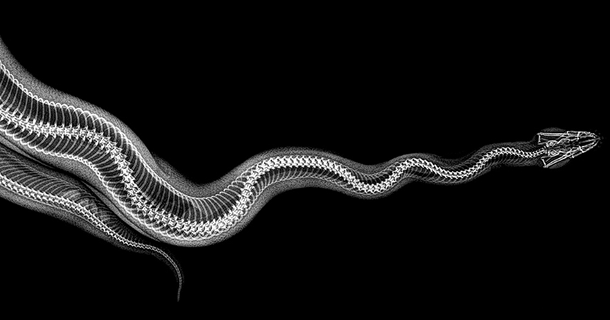 14 Foto x-ray gambarkan struktur tulang hewan, aslinya bikin takjub