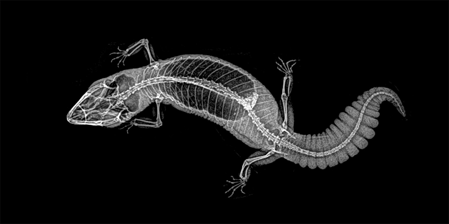 14 Foto x-ray gambarkan struktur tulang hewan, aslinya bikin takjub