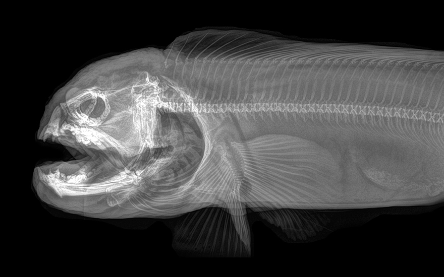 14 Foto x-ray gambarkan struktur tulang hewan, aslinya bikin takjub