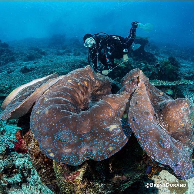 30 Pemandangan alam bawah laut Raja Ampat, indah tak terkalahkan