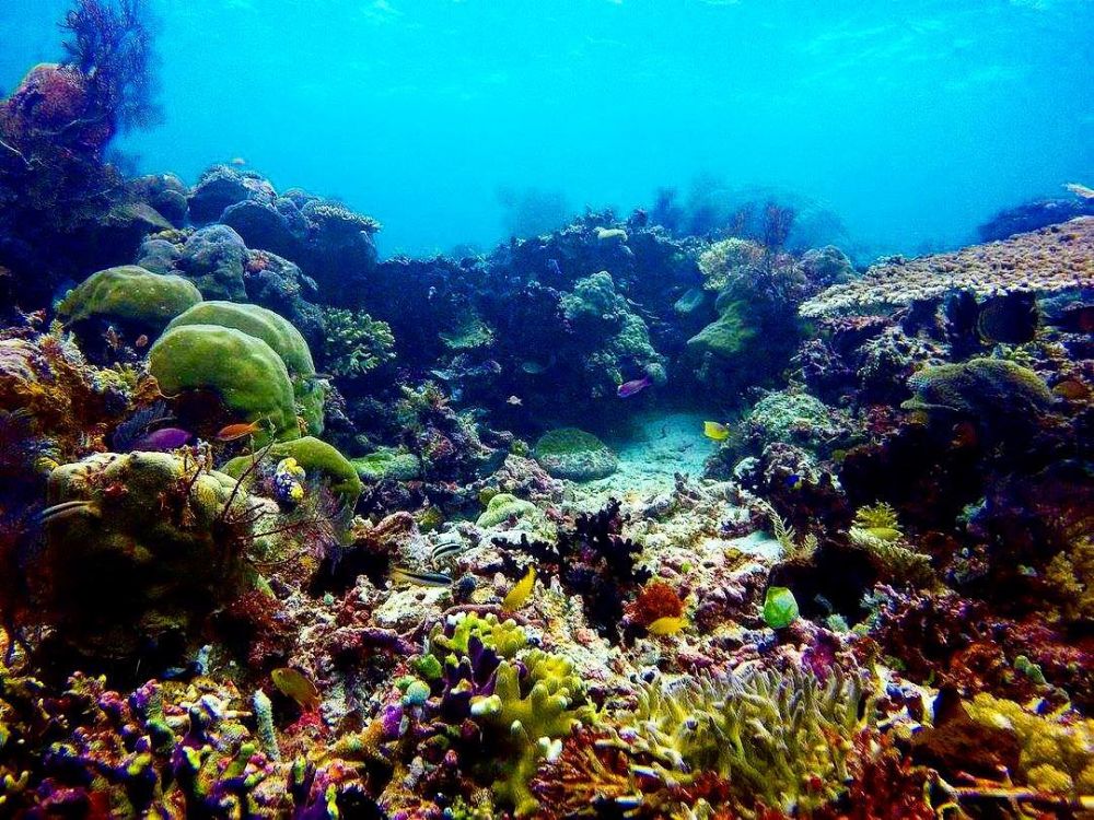 30 Pemandangan  alam bawah  laut  Raja Ampat indah tak 