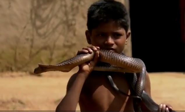 10 Potret bocah 7 tahun dengan ular berbisa, sering mandi bareng