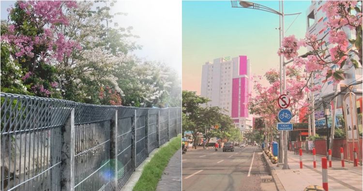 17 Foto Sakura Mekar Bikin Jalanan Surabaya Serasa Jepang